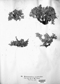 Stereocaulon coralloides image